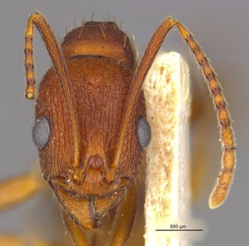 Media type: image;   Entomology 22781 Aspect: head